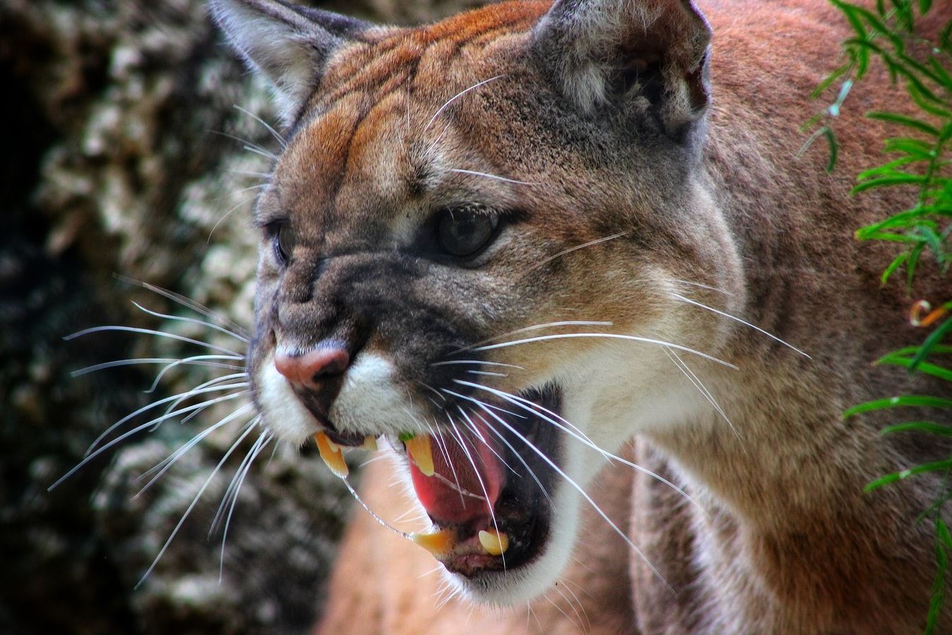 A mountain lion barring its teeth
