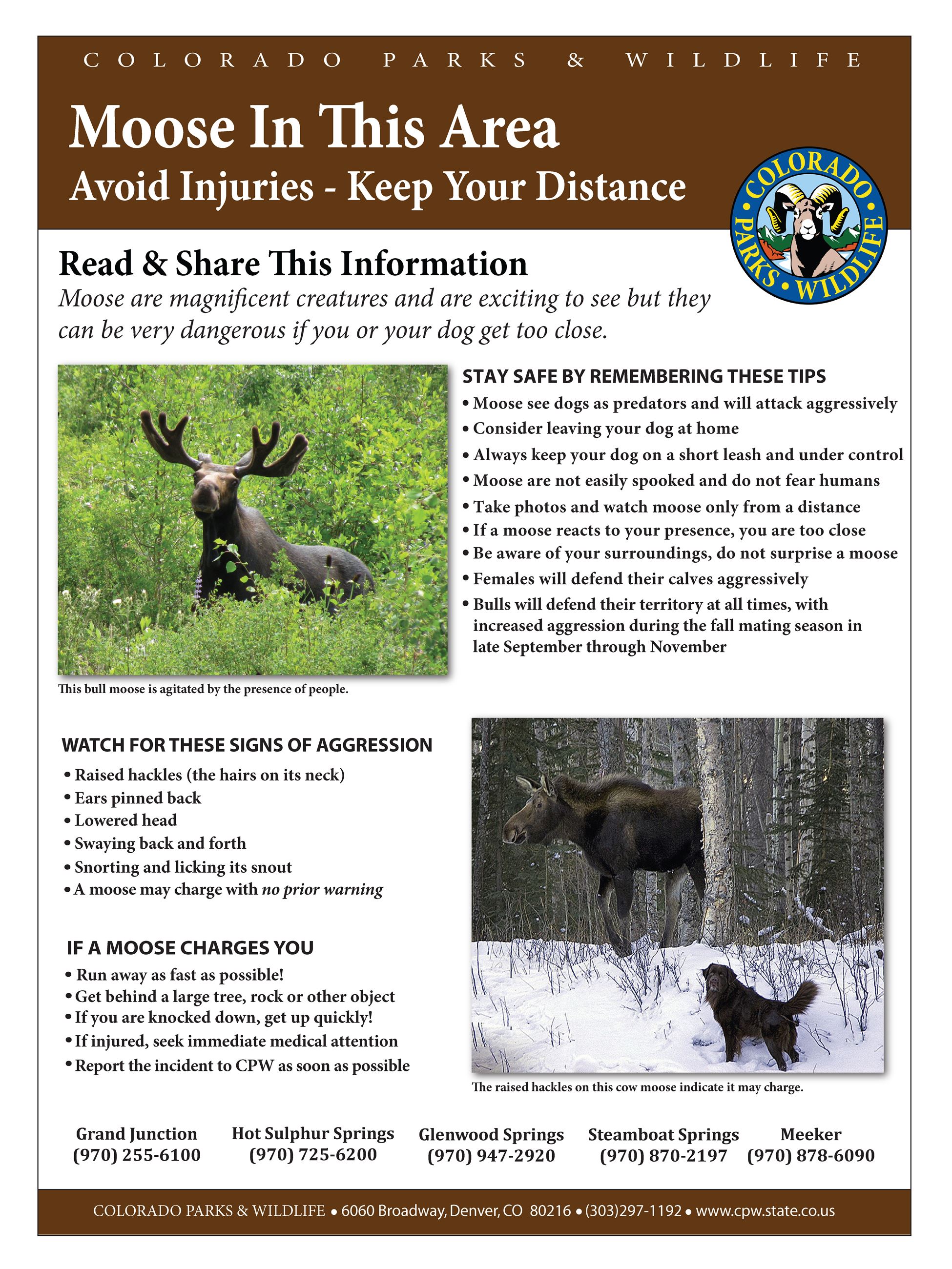 Moose-Dogs-Tips