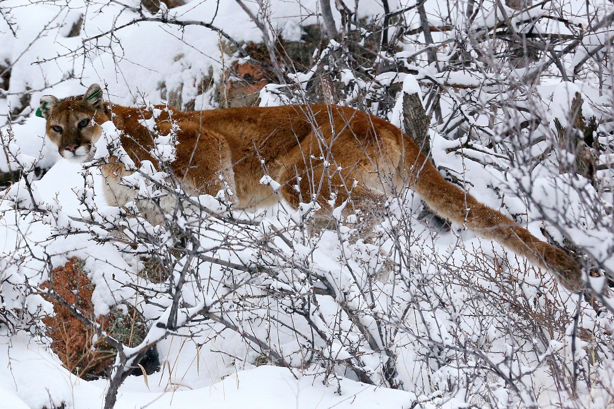 mountain lion walking through the snow and bushes