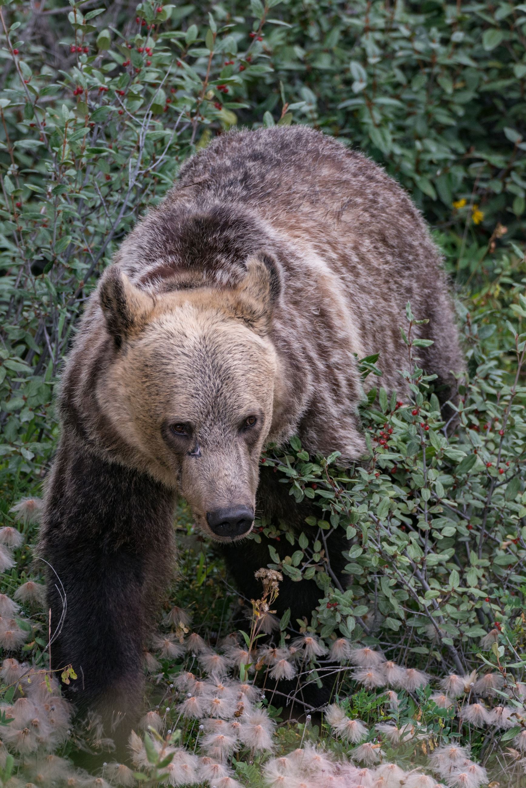 Aerial view of a large bear walking through the bushes in summer