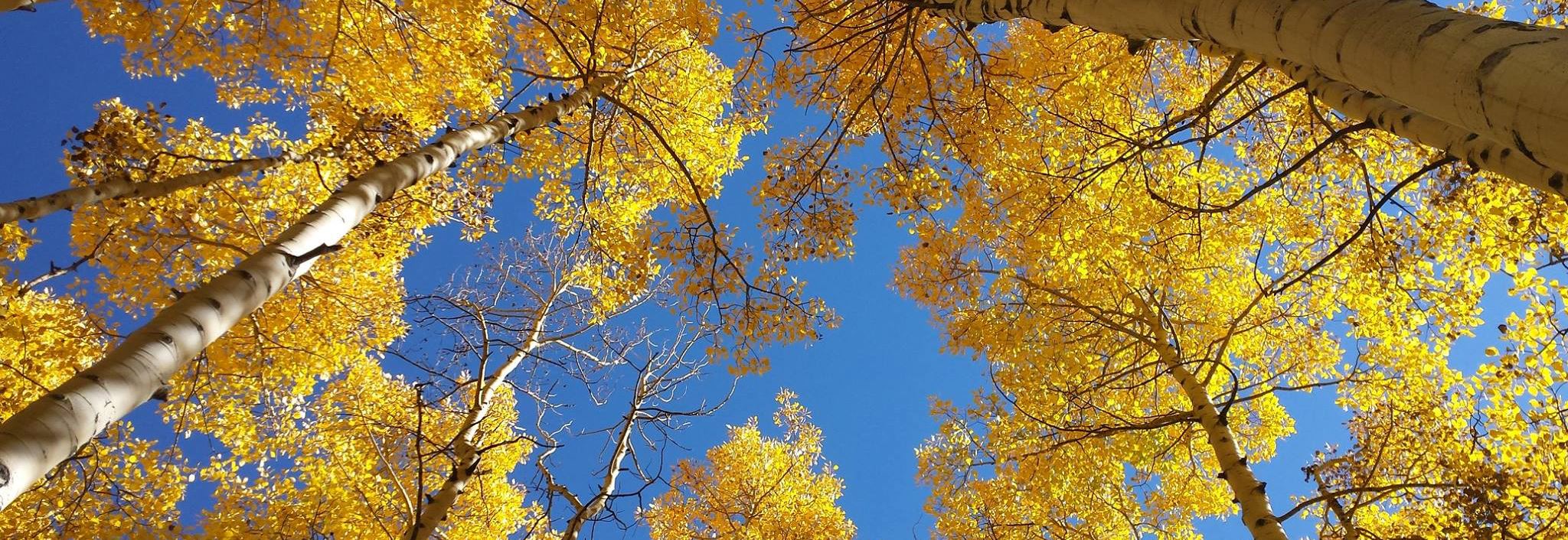 Aspen cropped