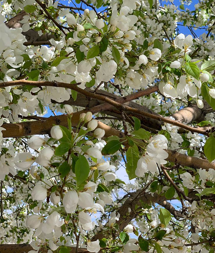 Photo of trees in bloom