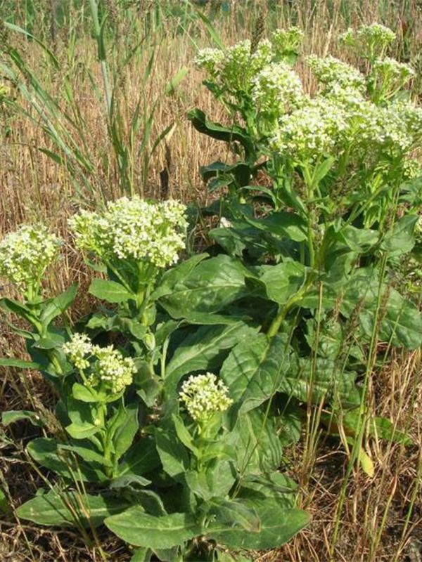 Photo of noxious weed White Top