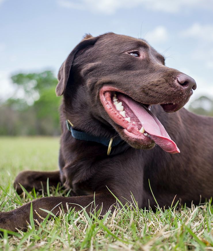 Off Leash 2 NewsFlash