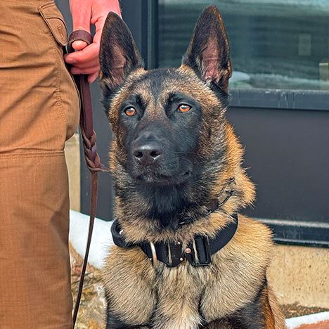 K9 Amom